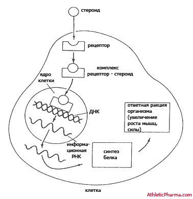 Димеризация