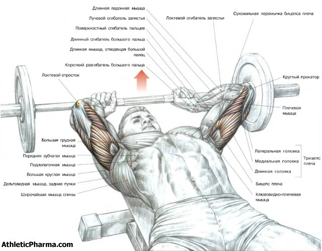 Упражнения на трицепс