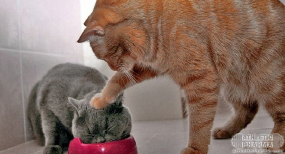 Аппетит и голод