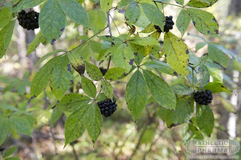 Экстракт элеутерококка, препараты на основе