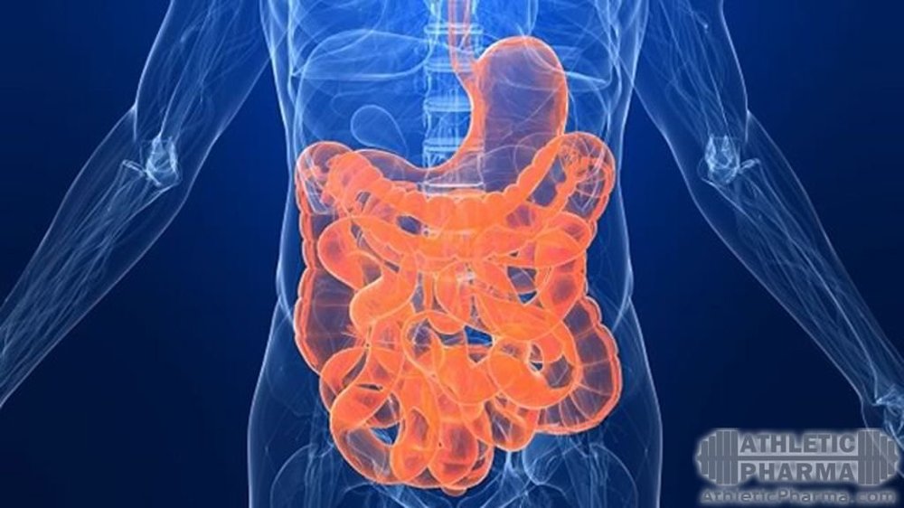 Пищеварительные ферменты энзимы