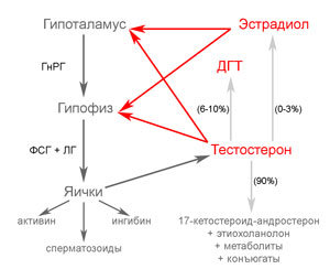 Гипоталамус-гипофиз-яички
