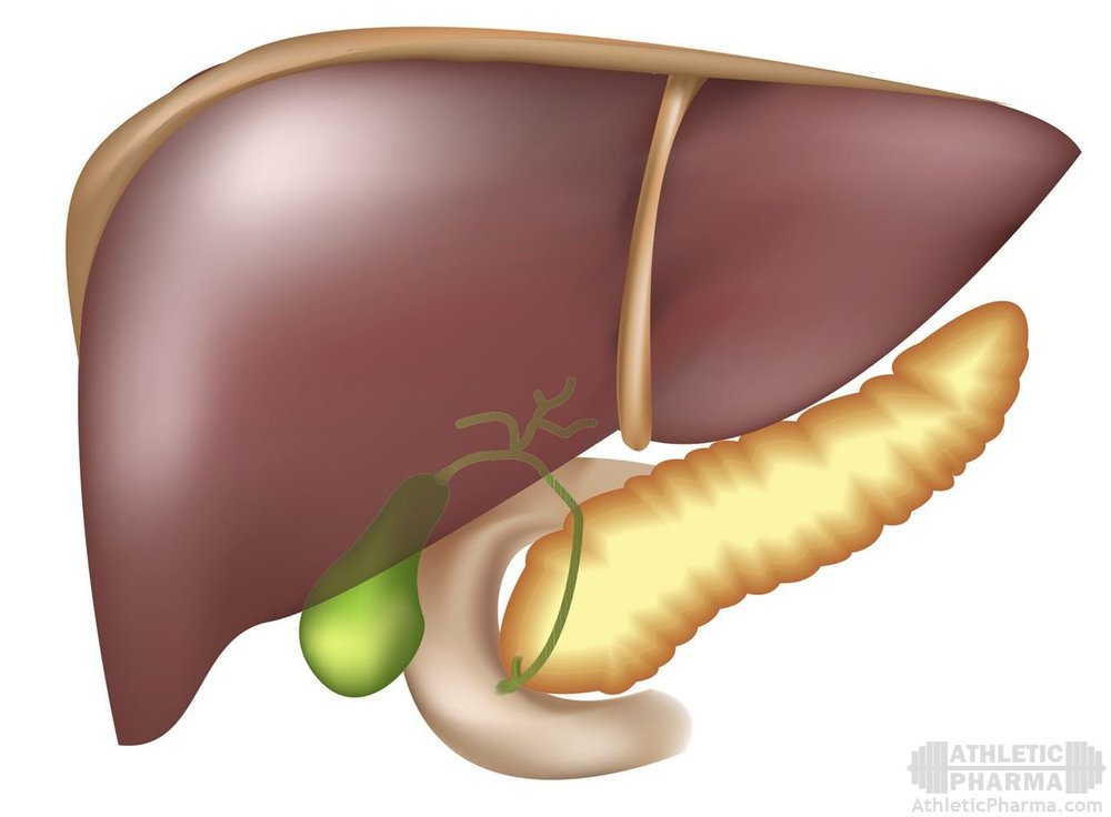 Человеческая печень