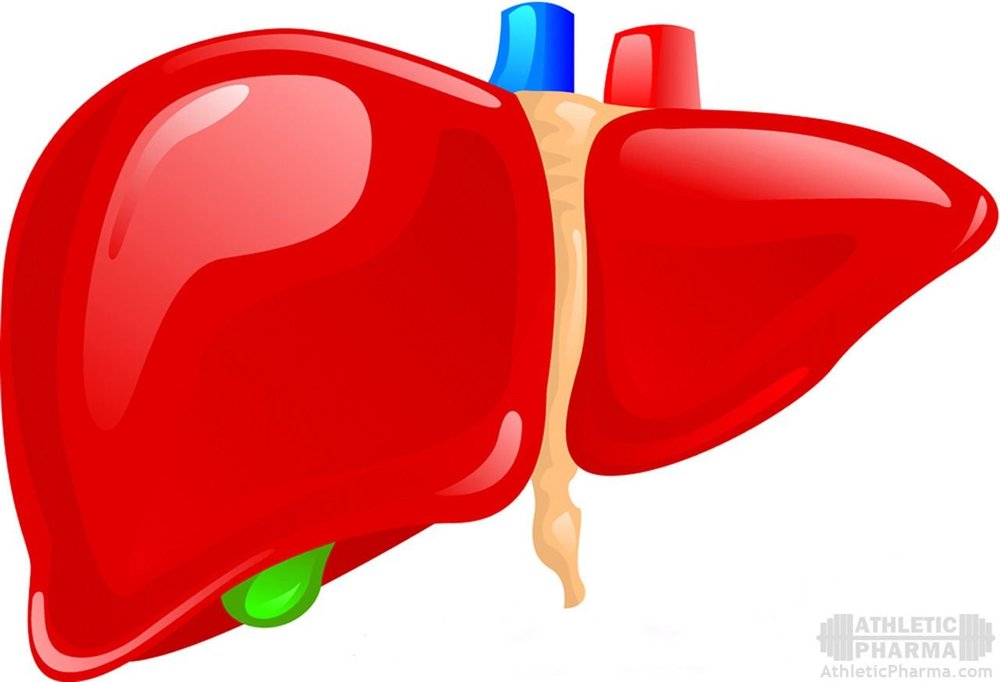 Печень для человека