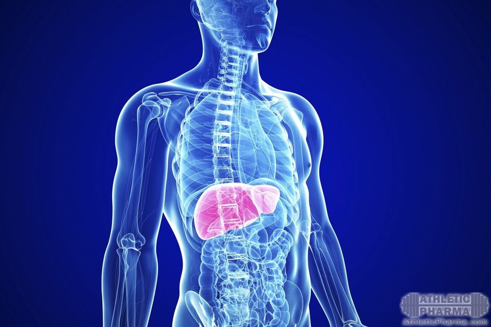 Печень в теле человека