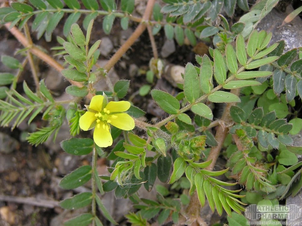 Дикоростущий трибулус террестрис