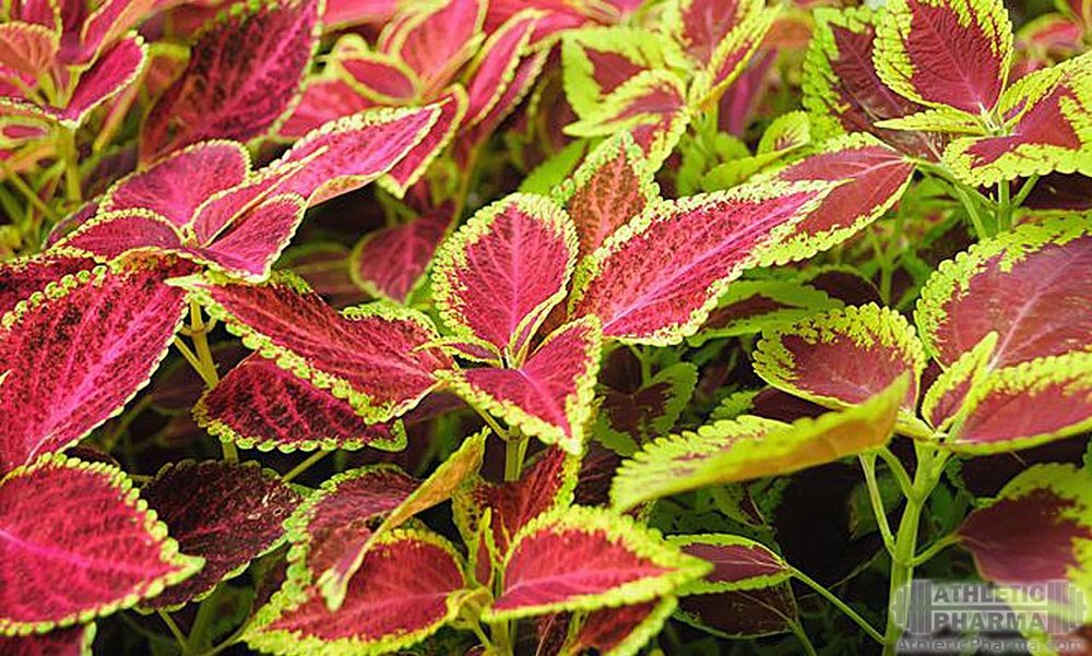 Растение, из которого получают форсколин