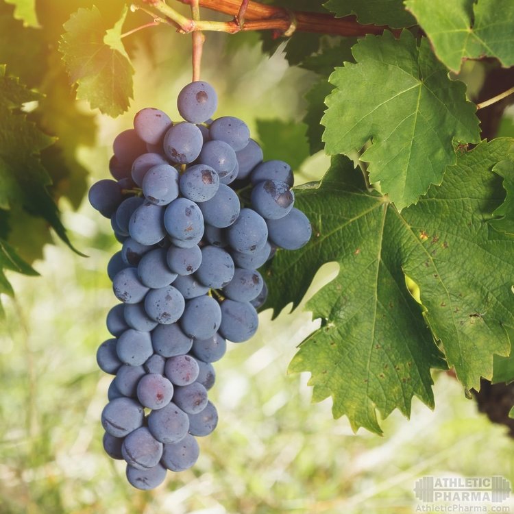 Ветка красного винограда