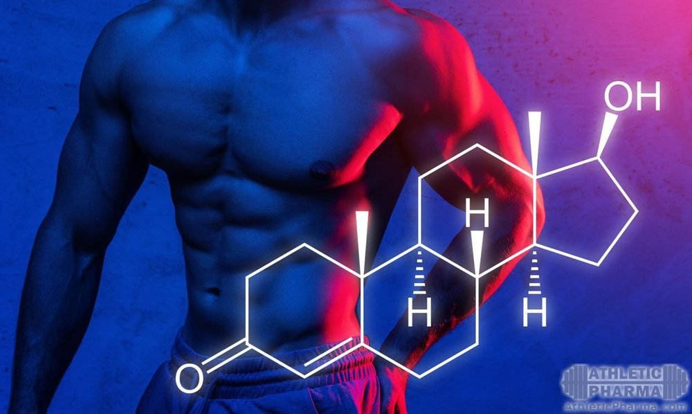 Мужской половой гормон - тестостерон