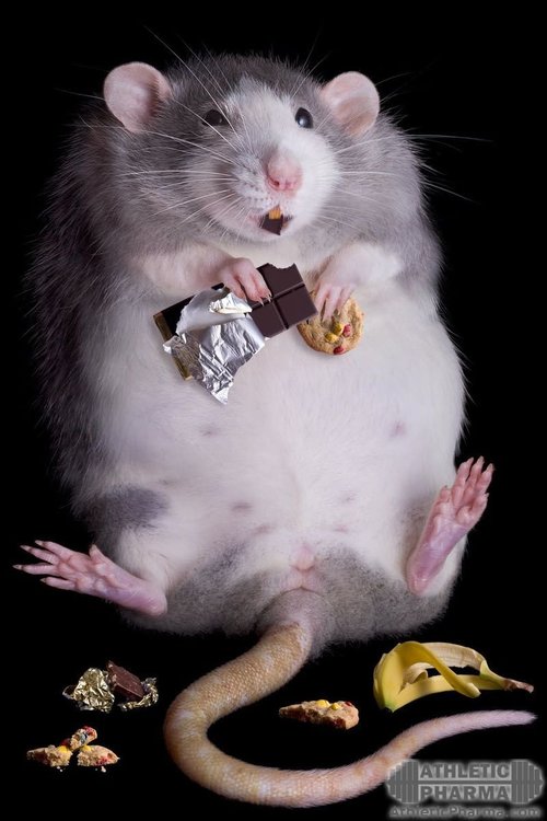 Жирная крыса