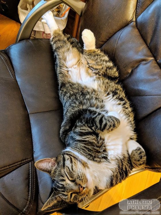 Ленивый кот