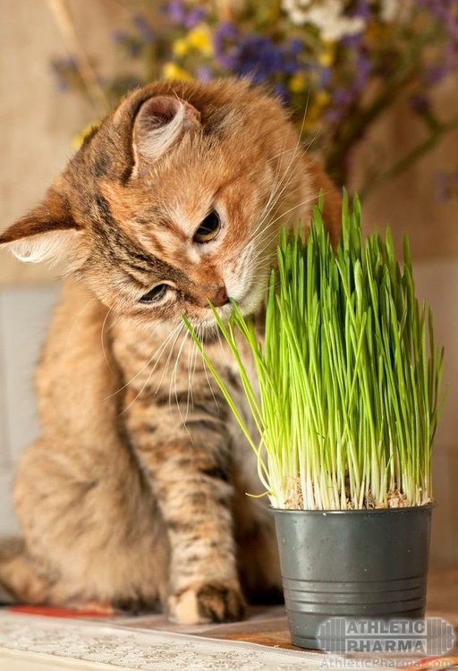 Кот жует траву