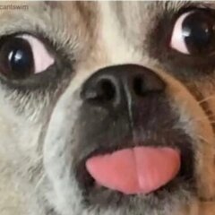 Картофельный падре