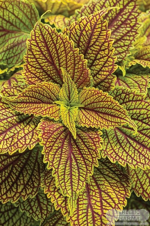 Растение, из которого получают форсколин