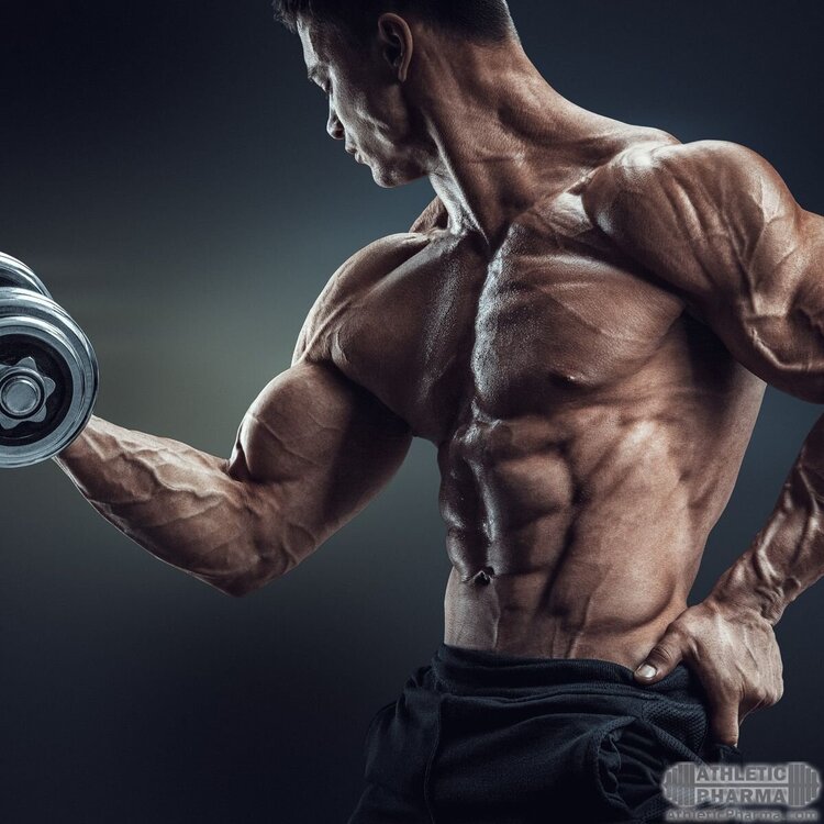 Прорисованная или венозная мускулатура