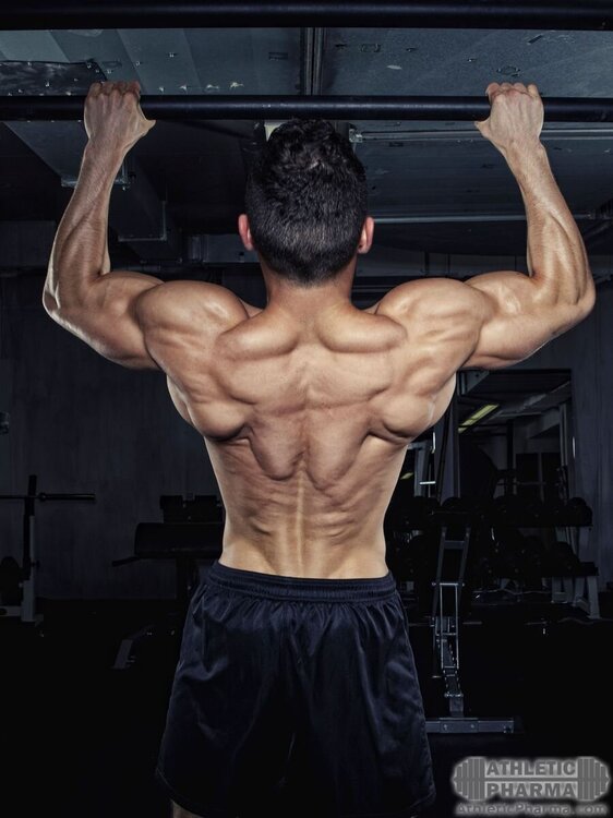 Мускулистая мужская спина
