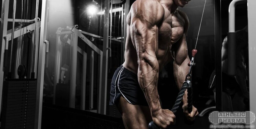 Хорошо накаченные мышцы