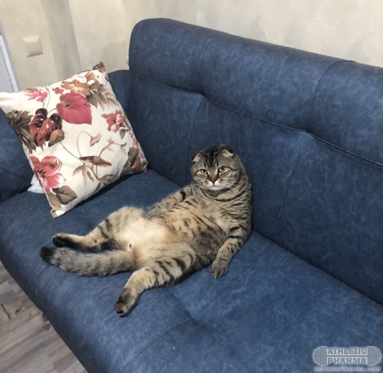 Ленивый кот развалился на диване