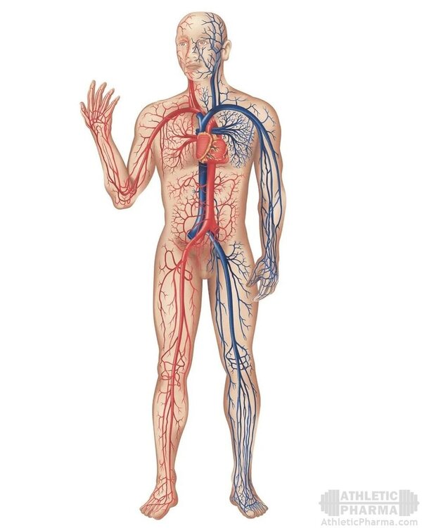 Кровеносная система организма человека