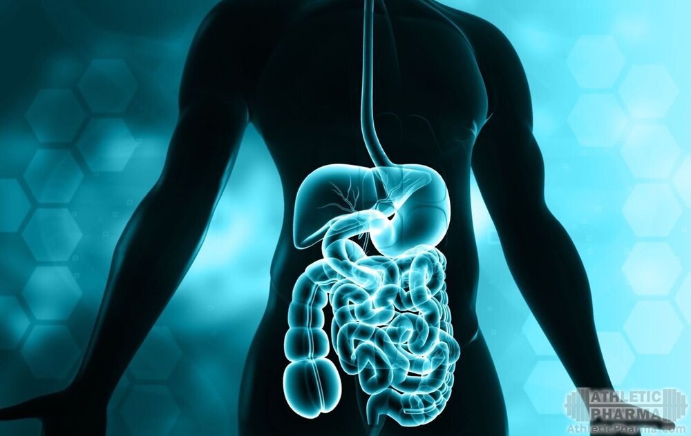 ЖКТ в теле мужчины