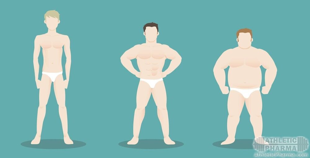 3 типа тела мужчины