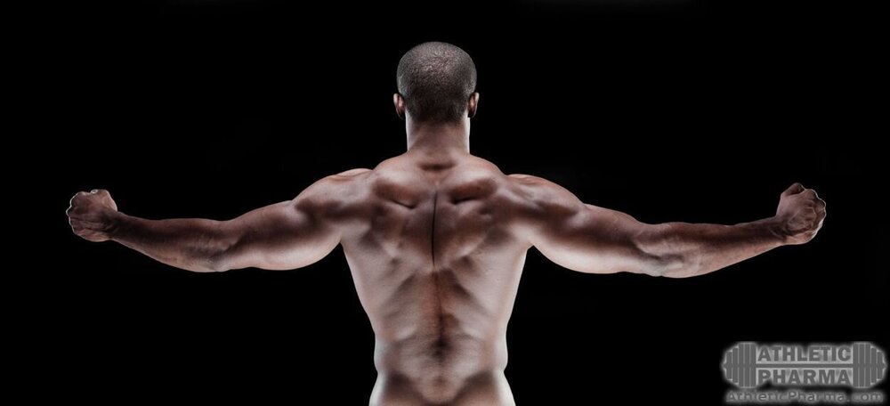 Раскаченные мышцы спины у мужчины