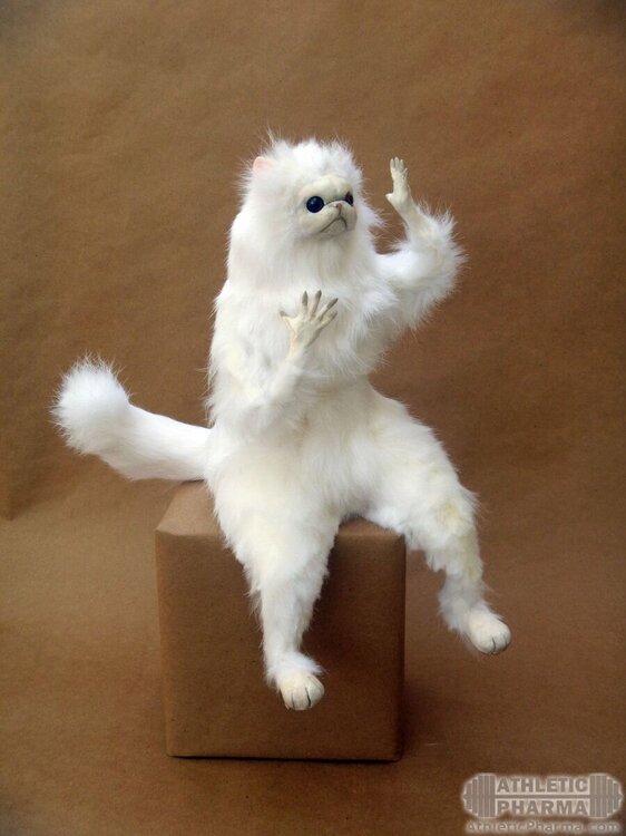 Персидский кот в недоумении (мем)