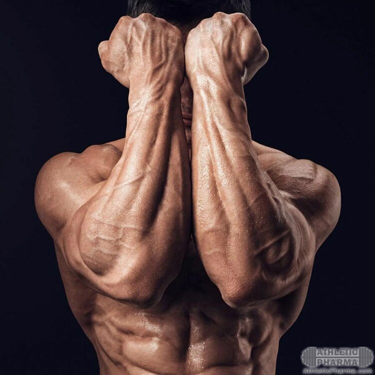 Развитая и сильная мускулатура