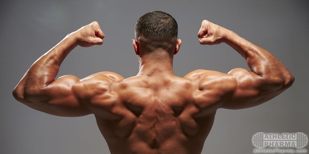 Рельефные и большие мышцы спины